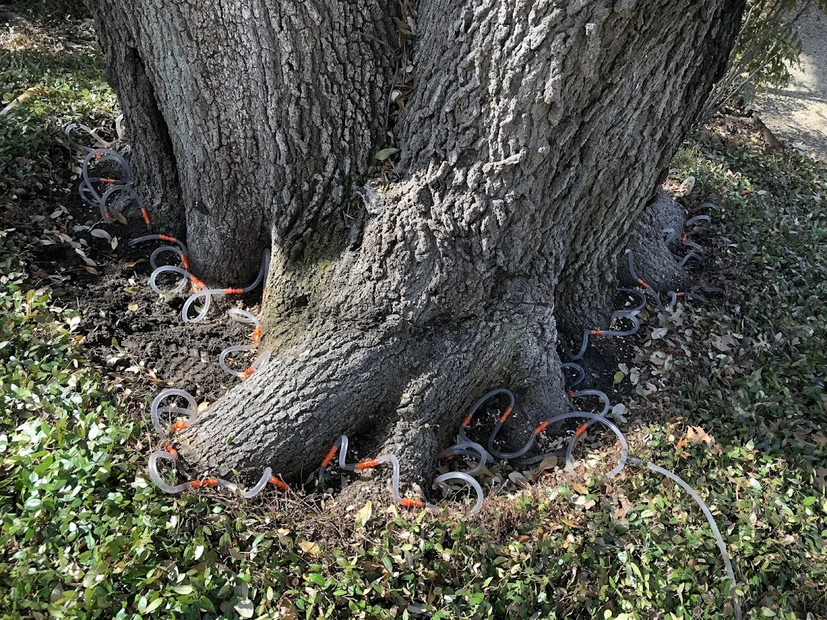 Detailed Tree Cabling and Bracing job site in Higbee