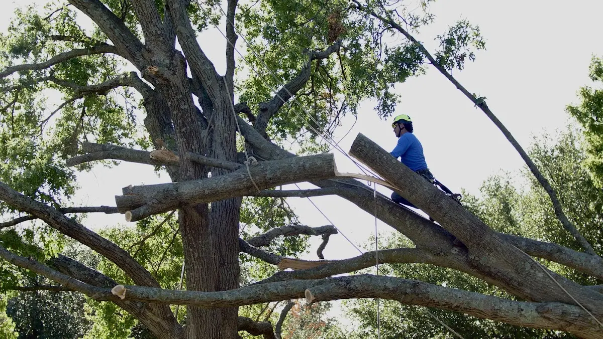 Professional Crown Thinning performed by certified arborists in Higbee