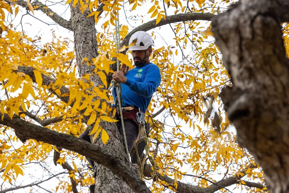 Skilled Emergency Tree Service crew working in Higbee